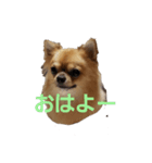まるまるくん❷（個別スタンプ：1）