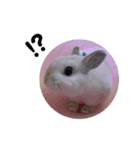 だいふくくん5（個別スタンプ：1）
