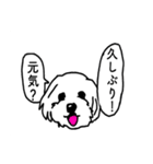 マルチーズと柴犬（個別スタンプ：1）