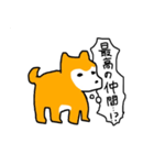 マルチーズと柴犬（個別スタンプ：9）