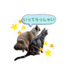 ラグとナン（個別スタンプ：1）