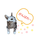 ラグとナン（個別スタンプ：2）
