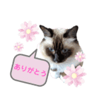 ラグとナン（個別スタンプ：6）