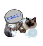 ラグとナン（個別スタンプ：16）