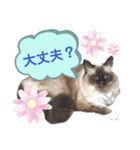 ラグとナン（個別スタンプ：26）