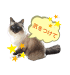 ラグとナン（個別スタンプ：30）