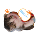 子猫そらの毎日スタンプ（個別スタンプ：1）