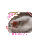 子猫そらの毎日スタンプ（個別スタンプ：2）
