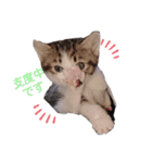 子猫そらの毎日スタンプ（個別スタンプ：3）