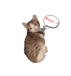 子猫そらの毎日スタンプ（個別スタンプ：4）