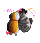 子猫そらの毎日スタンプ（個別スタンプ：5）