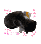 子猫そらの毎日スタンプ（個別スタンプ：6）