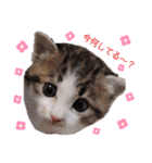 子猫そらの毎日スタンプ（個別スタンプ：7）