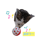 子猫そらの毎日スタンプ（個別スタンプ：8）