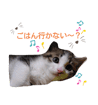子猫そらの毎日スタンプ（個別スタンプ：9）