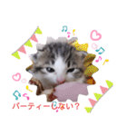 子猫そらの毎日スタンプ（個別スタンプ：10）