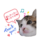 子猫そらの毎日スタンプ（個別スタンプ：11）