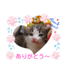 子猫そらの毎日スタンプ（個別スタンプ：12）