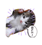 子猫そらの毎日スタンプ（個別スタンプ：13）
