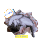 子猫そらの毎日スタンプ（個別スタンプ：14）