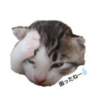 子猫そらの毎日スタンプ（個別スタンプ：15）