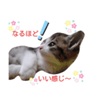 子猫そらの毎日スタンプ（個別スタンプ：16）