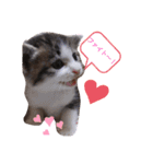 子猫そらの毎日スタンプ（個別スタンプ：17）