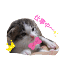 子猫そらの毎日スタンプ（個別スタンプ：18）