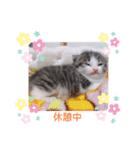 子猫そらの毎日スタンプ（個別スタンプ：19）