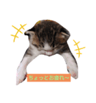 子猫そらの毎日スタンプ（個別スタンプ：21）