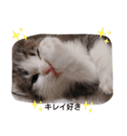 子猫そらの毎日スタンプ（個別スタンプ：22）