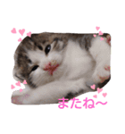 子猫そらの毎日スタンプ（個別スタンプ：23）
