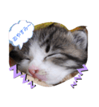 子猫そらの毎日スタンプ（個別スタンプ：24）