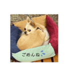 ゆりんかのチワわんこ3（個別スタンプ：4）