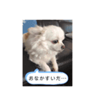 ゆりんかのチワわんこ3（個別スタンプ：5）