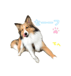 シェルティのニコニコスタンプ②（個別スタンプ：1）