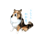 シェルティのニコニコスタンプ②（個別スタンプ：12）
