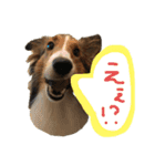シェルティのニコニコスタンプ②（個別スタンプ：13）