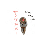 シェルティのニコニコスタンプ②（個別スタンプ：14）