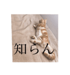 えらそうなおもち（個別スタンプ：3）