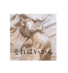 えらそうなおもち（個別スタンプ：5）