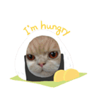 猫飼いさんのスタンプ（個別スタンプ：1）