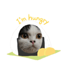 猫飼いさんのスタンプ（個別スタンプ：2）