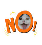 猫飼いさんのスタンプ（個別スタンプ：5）