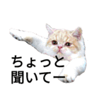 猫飼いさんのスタンプ（個別スタンプ：7）