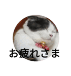 猫飼いさんのスタンプ（個別スタンプ：8）