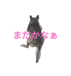 猫飼いさんのスタンプ（個別スタンプ：10）