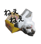 猫飼いさんのスタンプ（個別スタンプ：11）