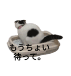 猫飼いさんのスタンプ（個別スタンプ：12）