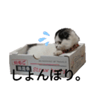 猫飼いさんのスタンプ（個別スタンプ：13）